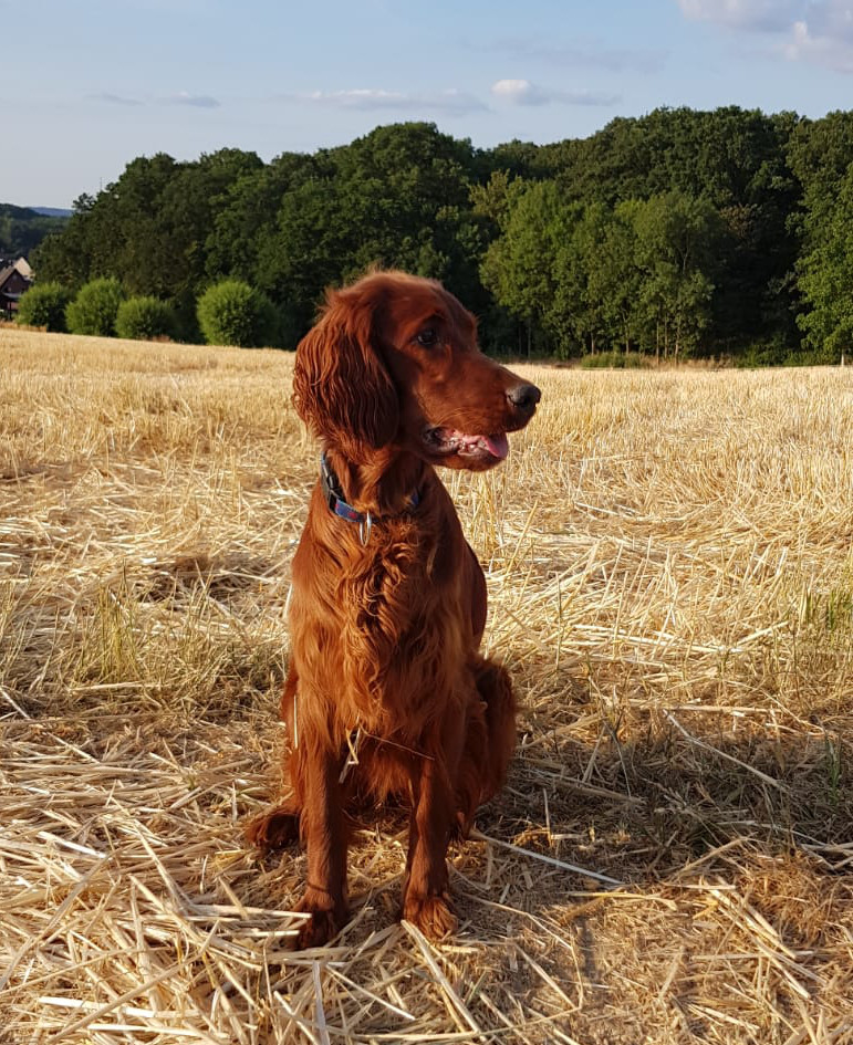 Unsere Hunde Drk Rettungshundestaffel Aachen