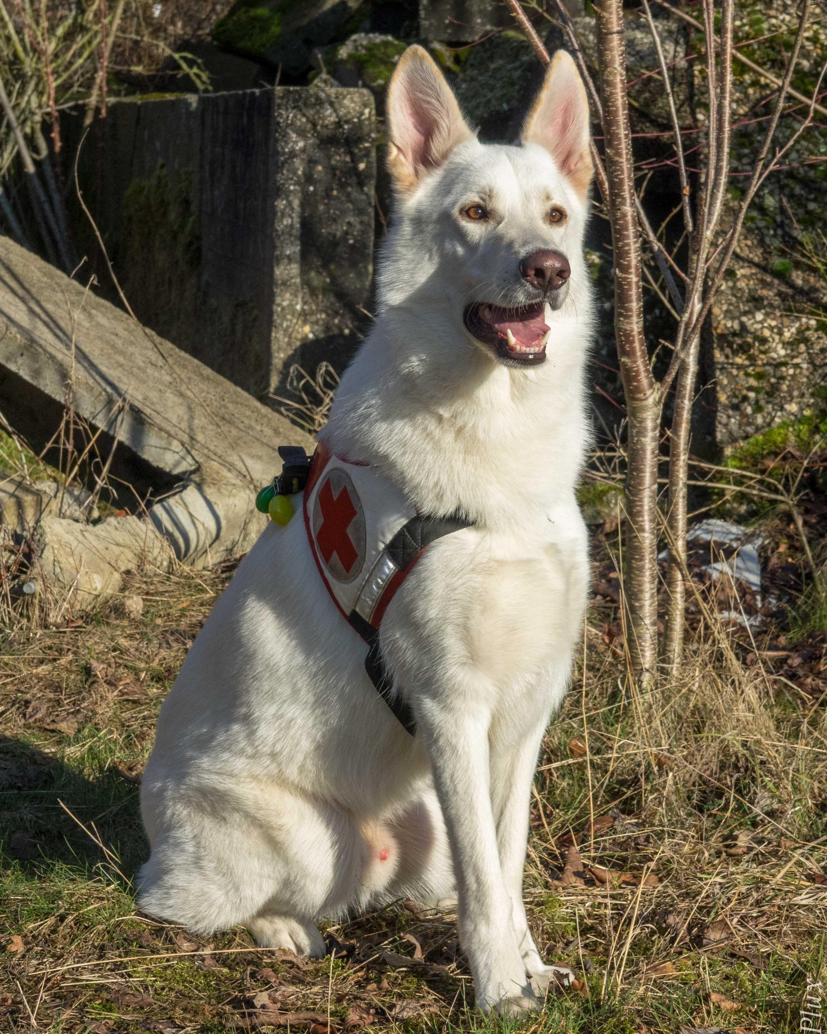 Unsere Hunde Drk Rettungshundestaffel Aachen