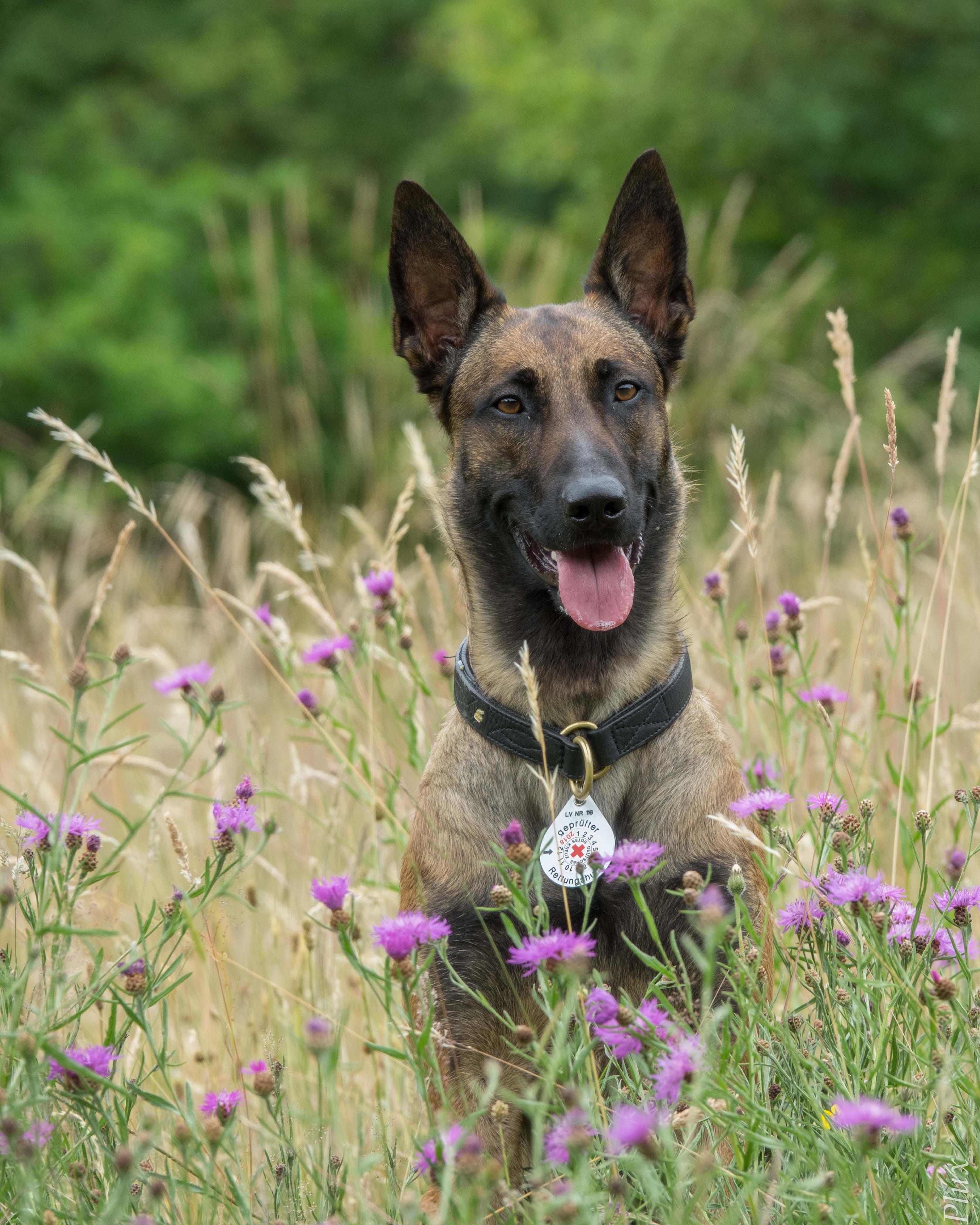 Unsere Hunde Drk Rettungshundestaffel Aachen