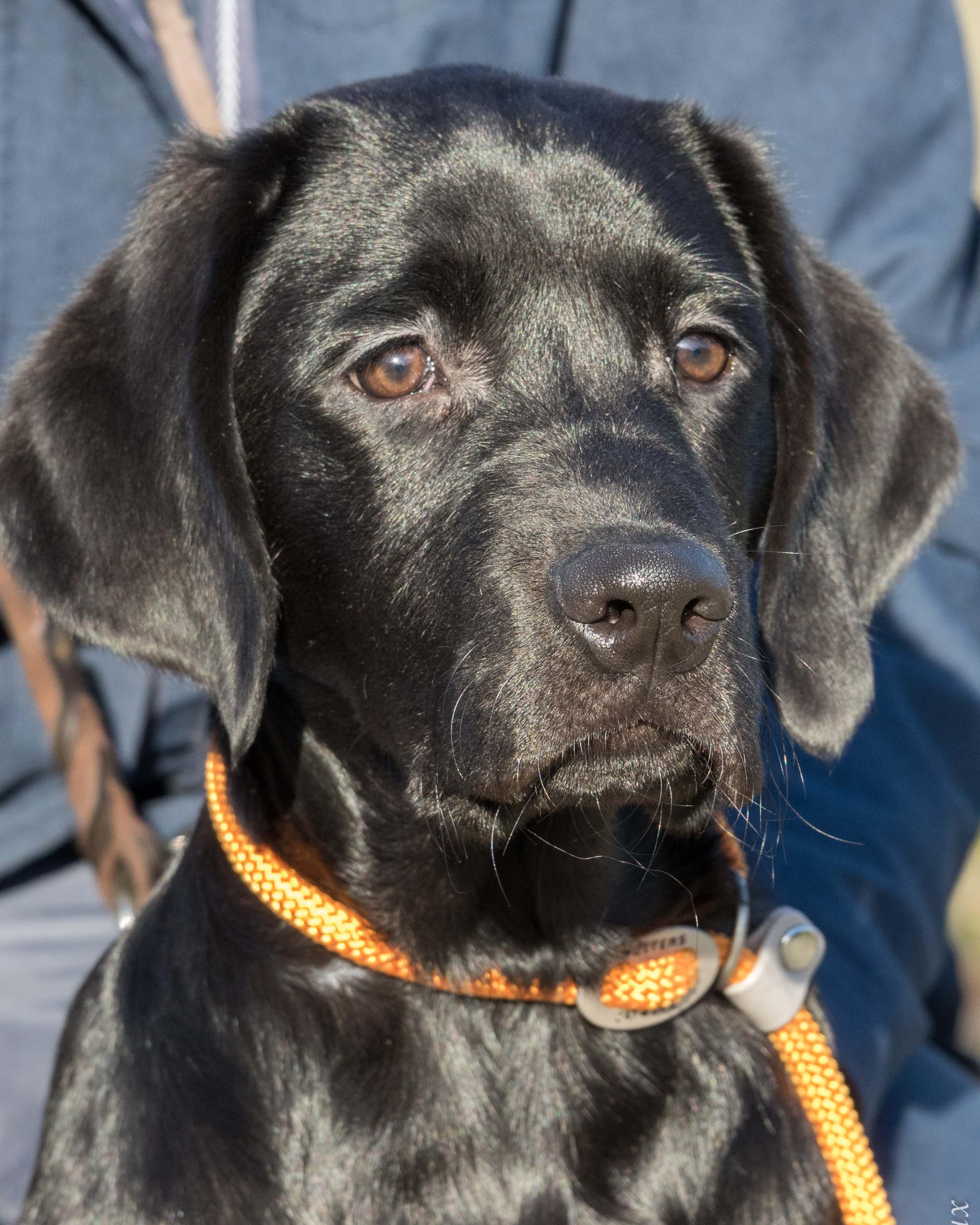 Unsere Hunde Drk Rettungshundestaffel Aachen
